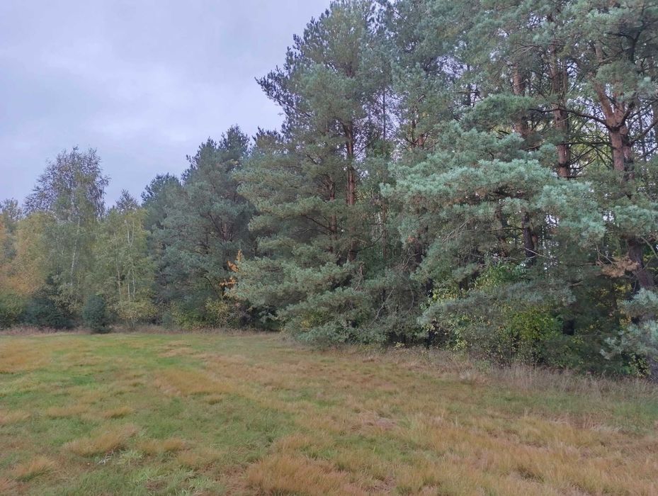 Działka budowlana 2ha + 1ha łąka Piaski gm. Koniecpol las spokój cisza
