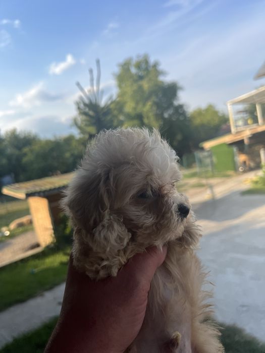 Цуценята мальтіпу F1