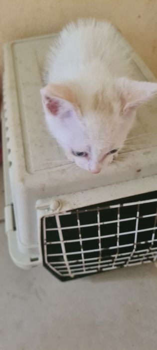 Gatinho 2meses branco muito meigo