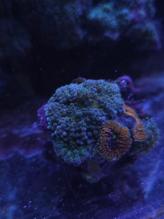 Koral ricordea florida