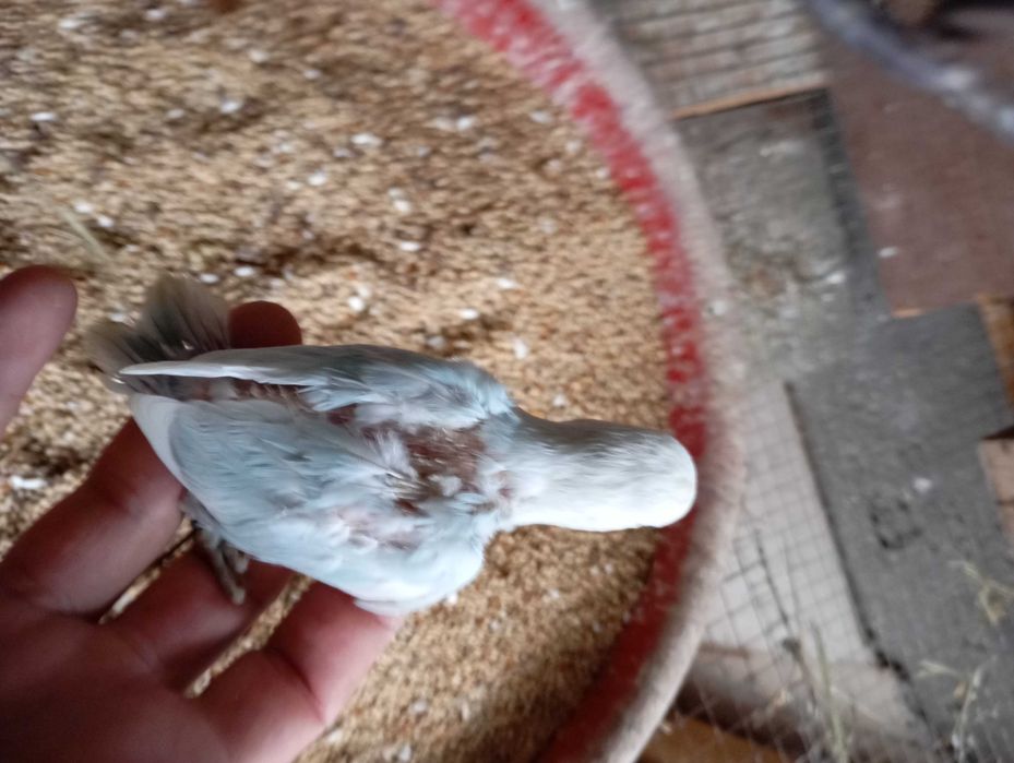 Vendo agapórnis de qualidade