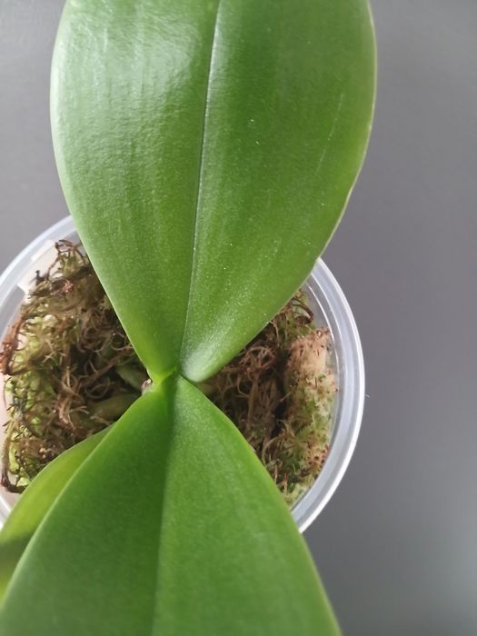 Орхідея триліпс продам