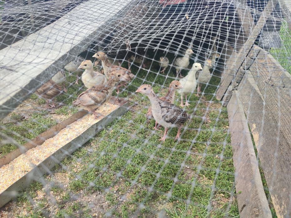 Продаю маленьких індиків