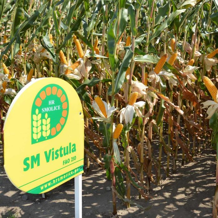 Kukurydza SM VISTULA