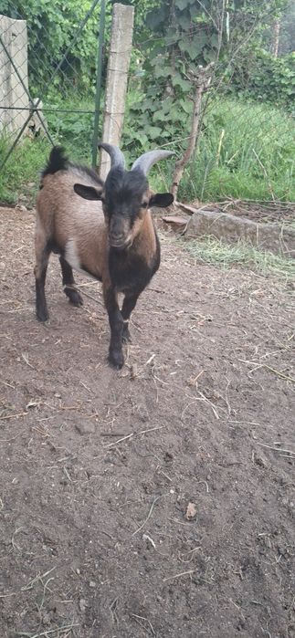 Cabrito Anão 7 meses