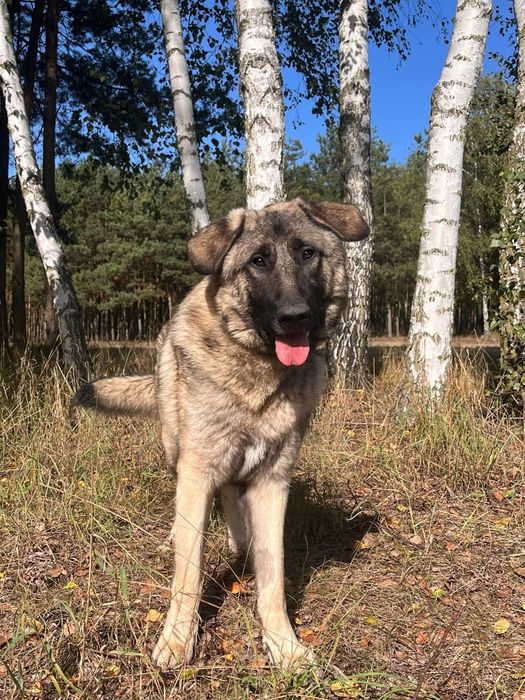 Piękny molos do adopcji