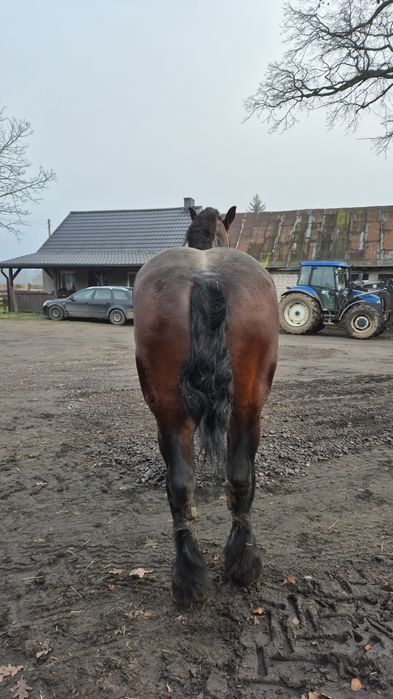 Ogier sztumski programowy