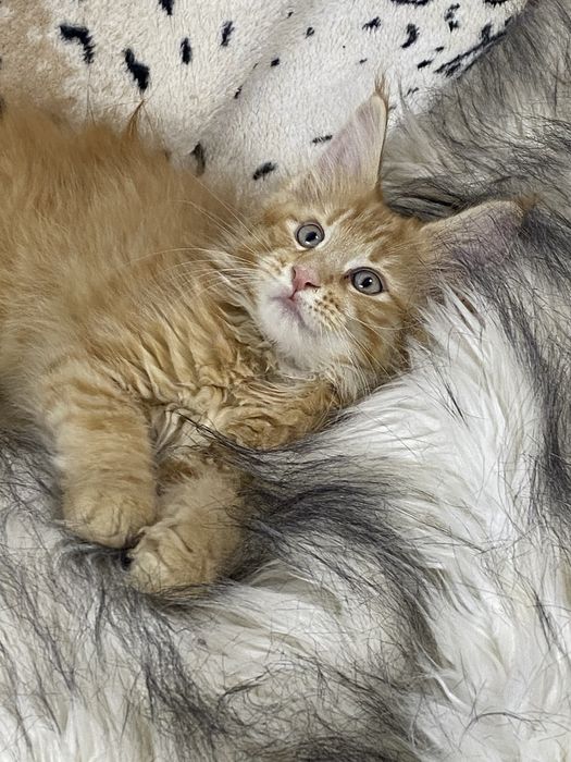 Ласкаві Мейн-кунчики