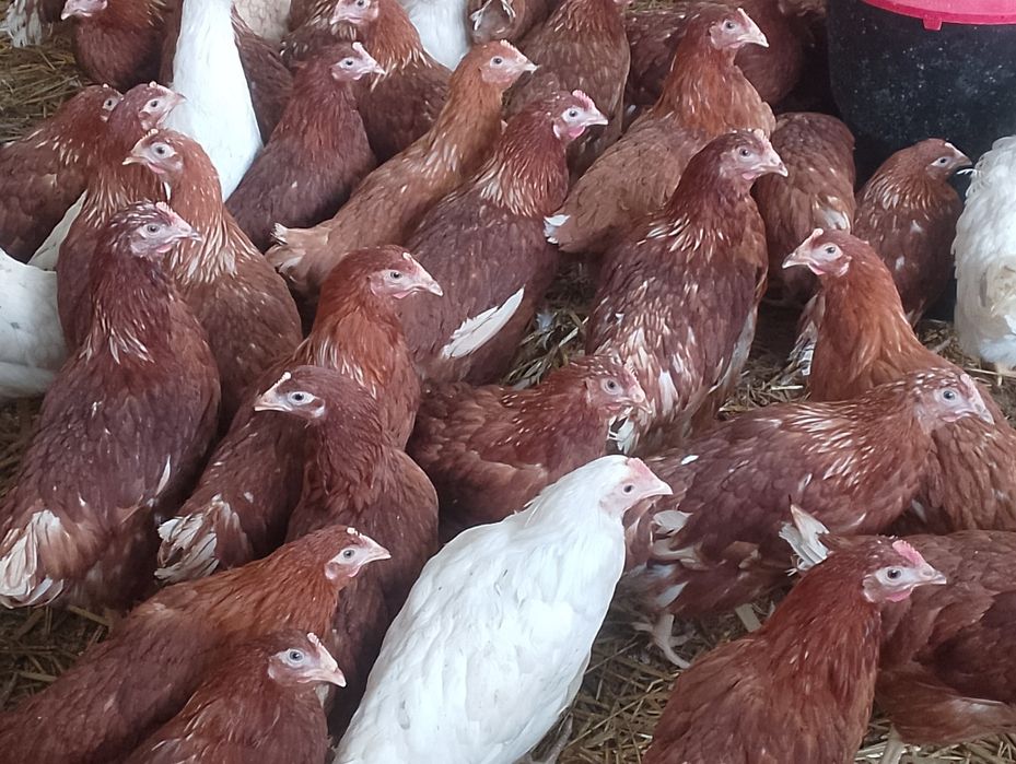 Kury nioski i inny drób