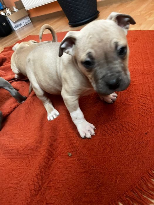 Amstaff staffordshire terrier