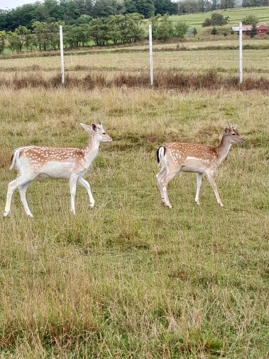 Daniele samce samice