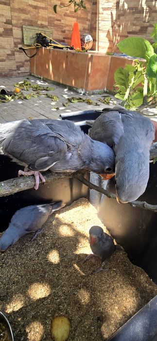 Ring Necks Criados à Mão MACHOS – Cinzas / Violetas (Nascidos em Abril)