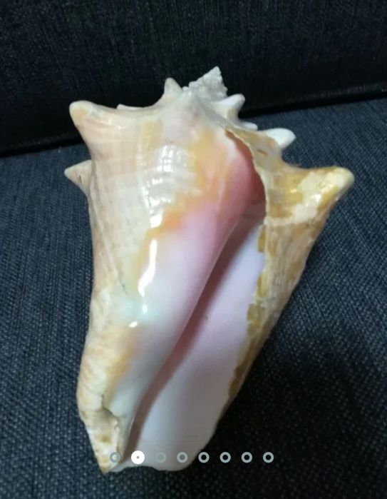 Морская ракушка.