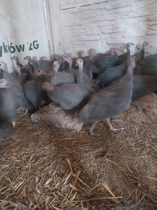 Perliczki brojlerowe piękne zdrowe duże