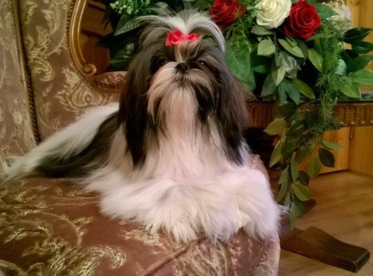 Shih Tzu  suczka z kompletem szczepień
