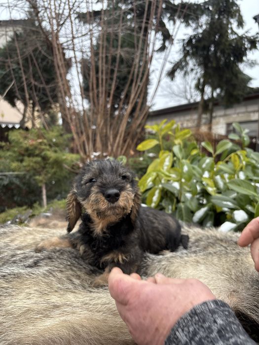 Jamnik szorstkowłosy