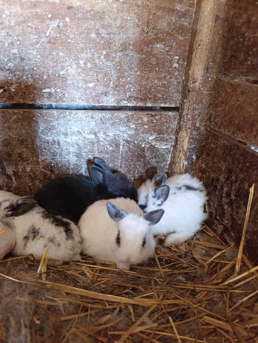 Coelhos anões entrega imediata