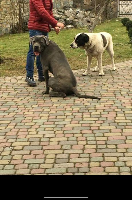 Дресирування собак!!!