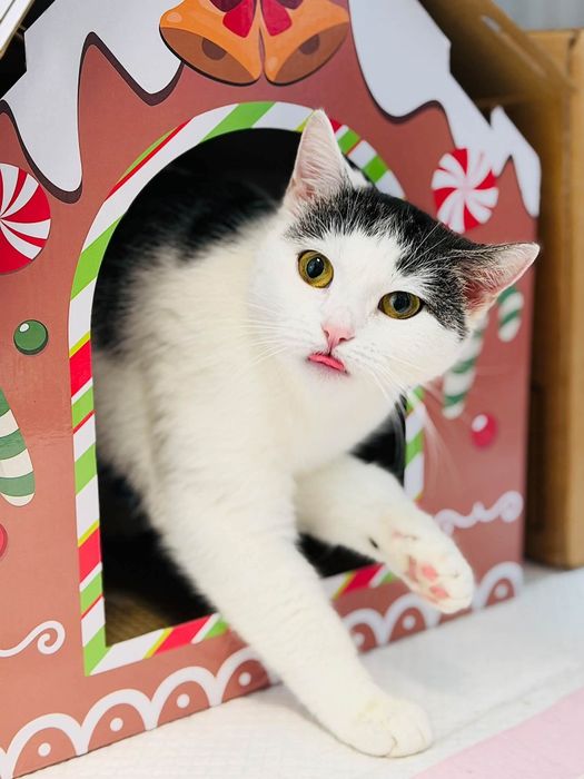 Koteczka do pilnej adopcji