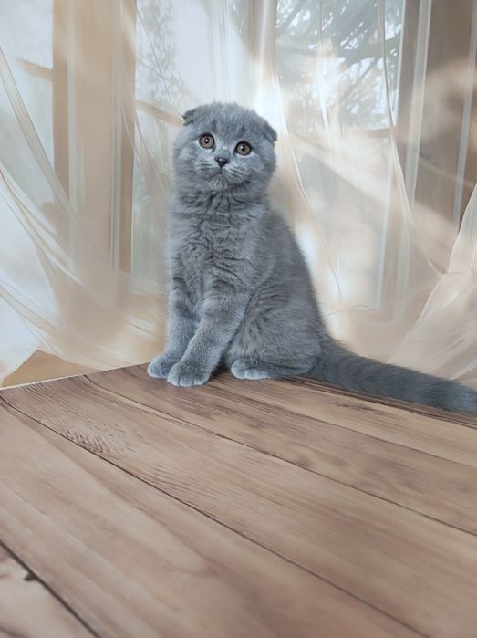 Продається шотландський хлопчик