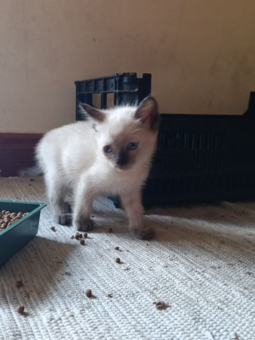 5 gatos para adoção