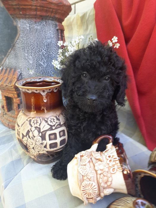 Чудова дівчинка-той -пудель.