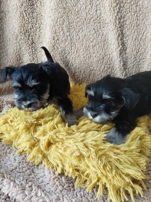 Sznaucer Miniaturowy Piesek czarno srebrny