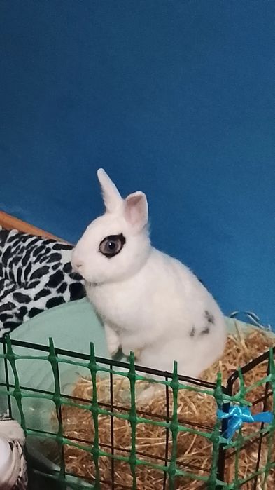Coelhos Bebés Mini Toy Holandês – Reserva Aberta