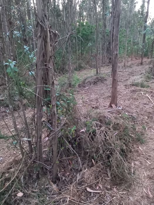 Limpezas de terrenos/entre outros trabalhos