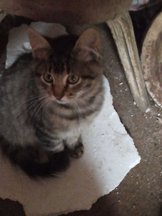 Віддамо кошенят в хороші руки