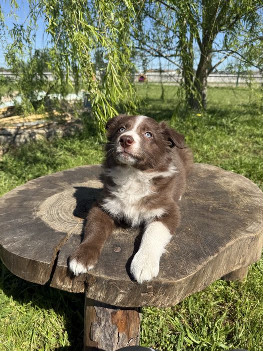 Border Collie Macho Chocolate