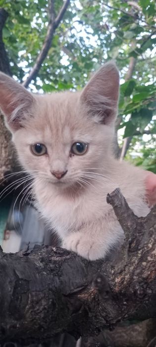 Кицюня, лагідна і муркотлива