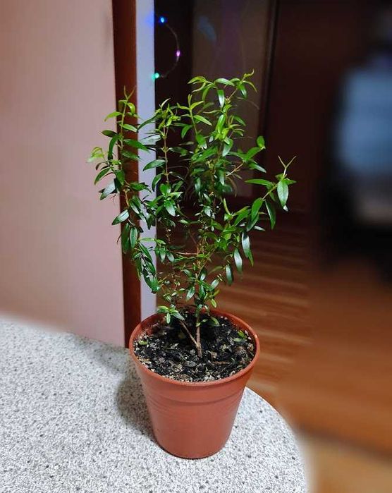 мирт деревце домашнее