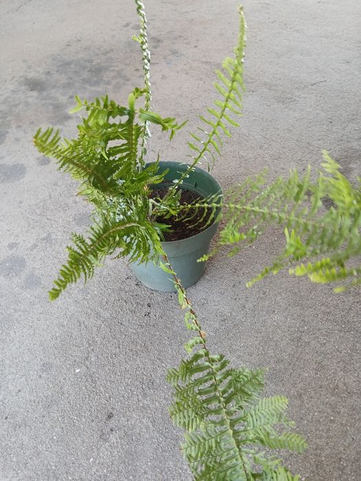Samambaia, Feto planta verde.