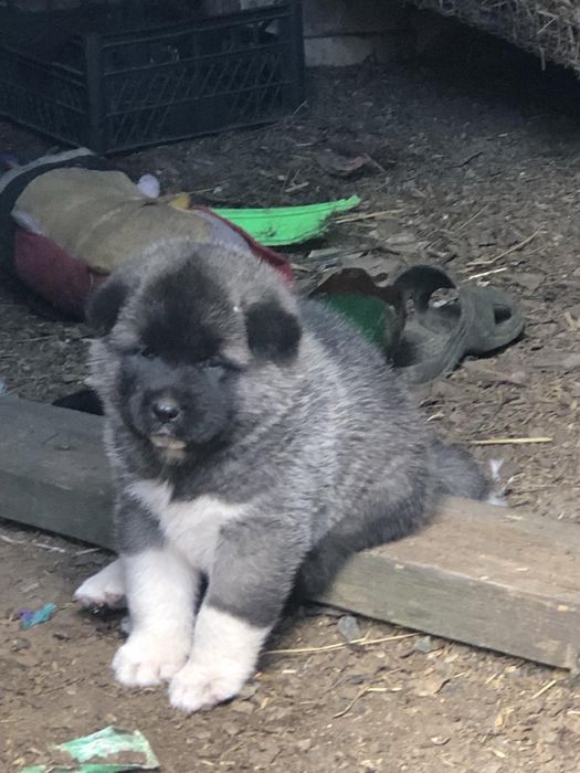 Маля американськоі акіти