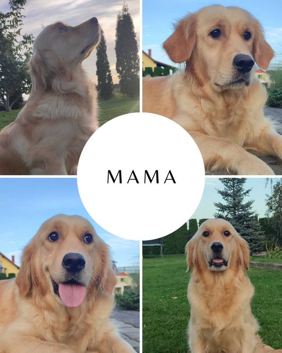 Golden retriever suczka szczenię rodzice HDA, ED0, badania genetyczne