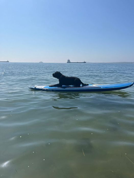 Starboard wedge 10.2