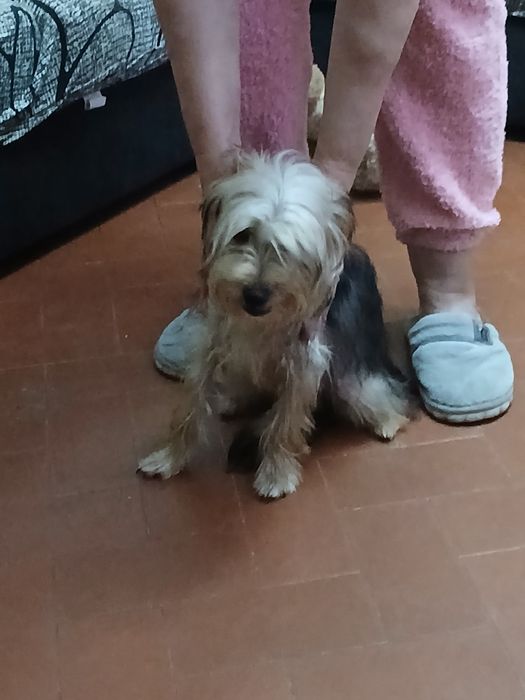Yorkshire 7 meses