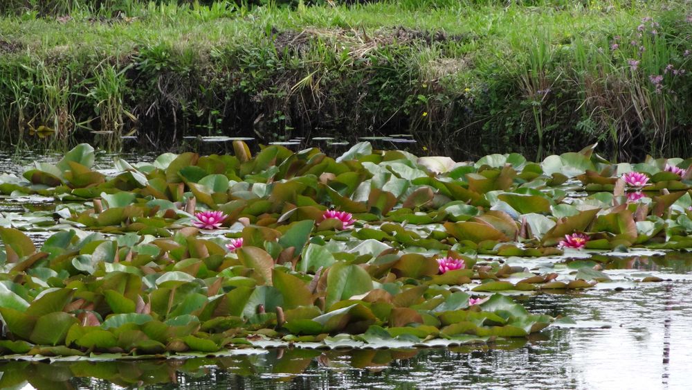 Tołpyga, Karp, Lin    ryby ozdobne