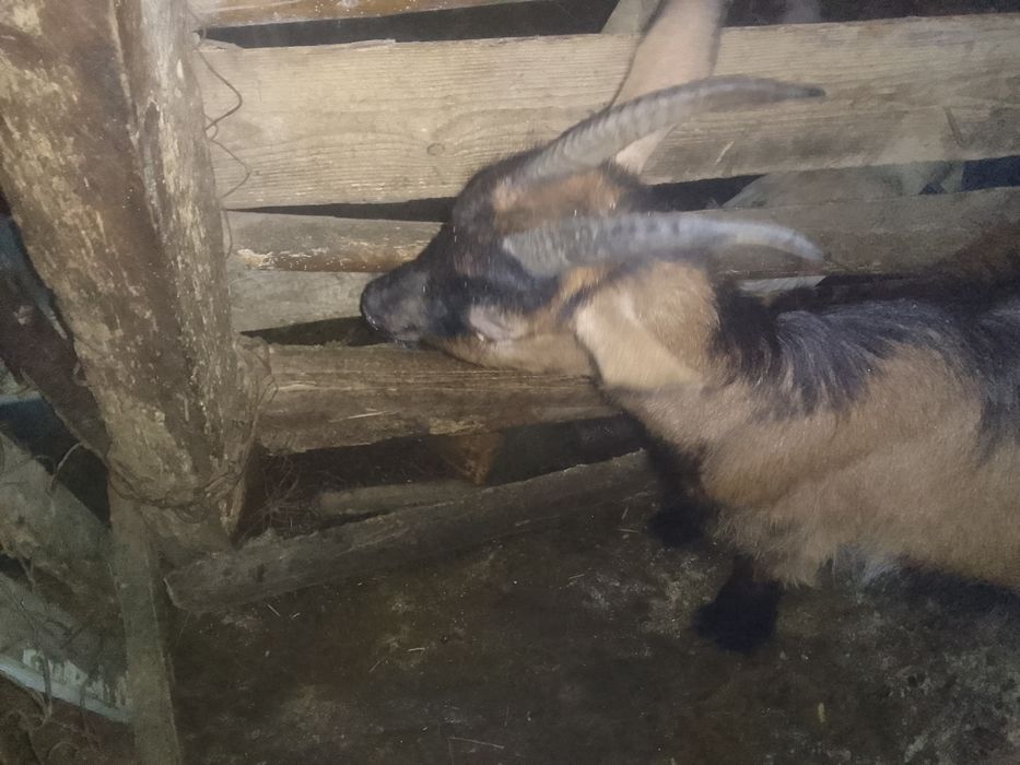 Продається коза ціна 2000грн