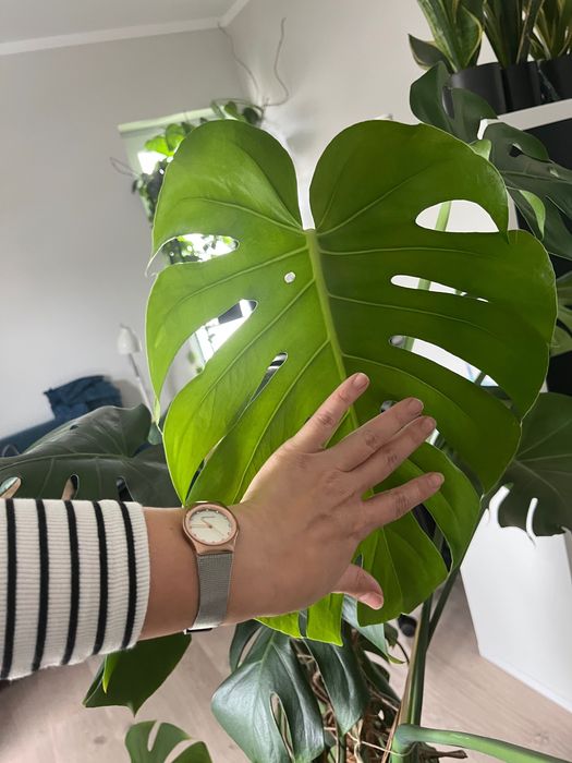 Monstera deliciosa