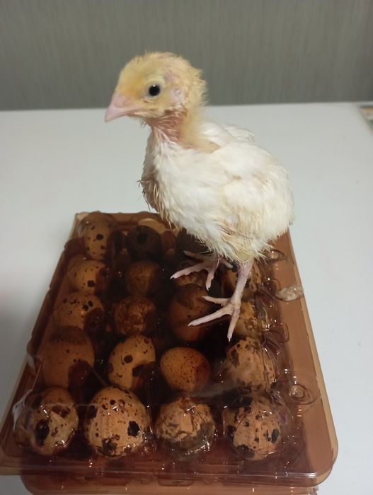 Інкубаційне яйцо Техас, Фараон , Смокінгові, Фенікс