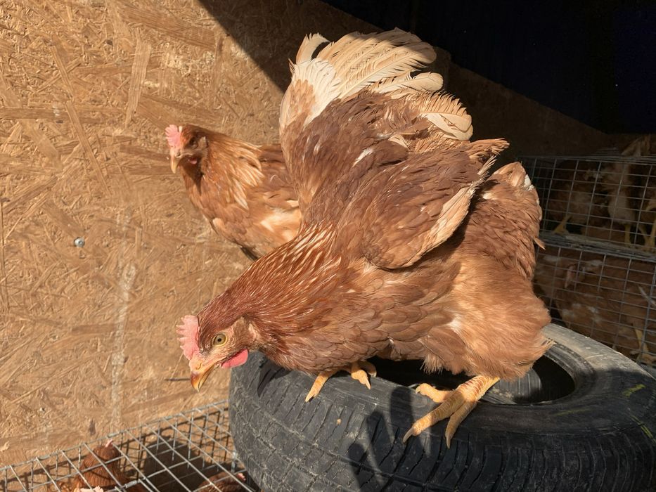 Ломан браун несушка 3.5 мес