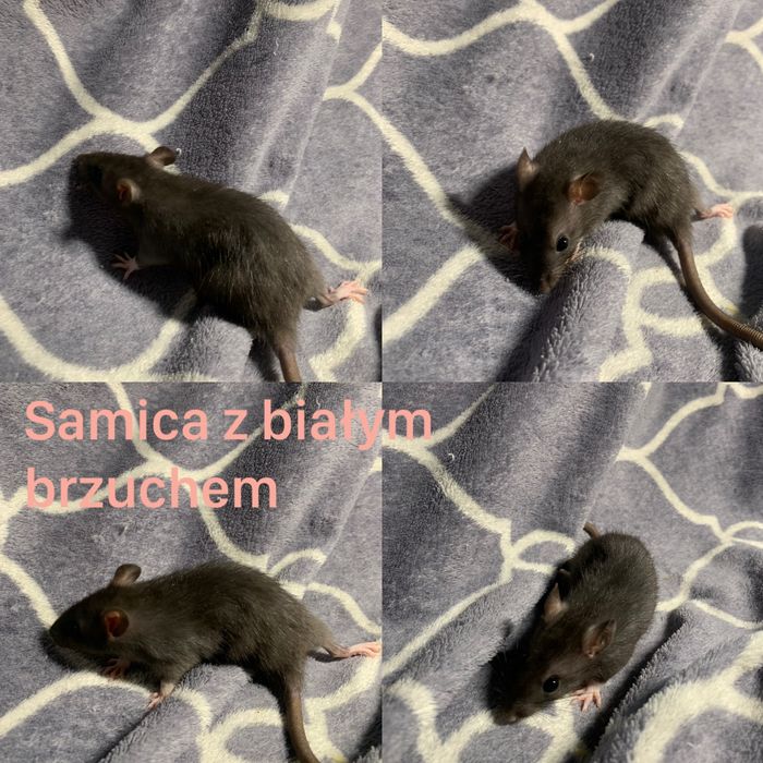 Szczury dumbo - samice