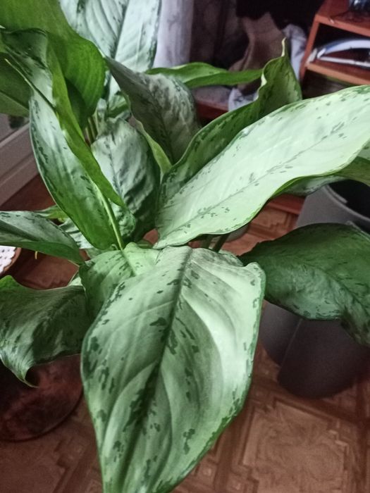 Драцена кустовая комнатная