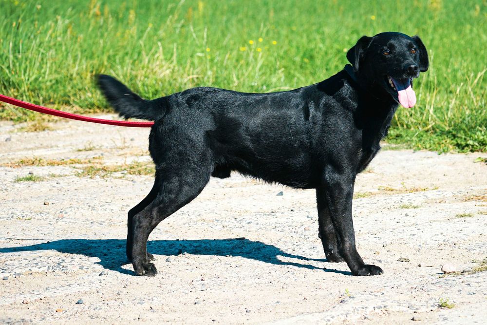 NEMO - świetny psiak w typie labrador