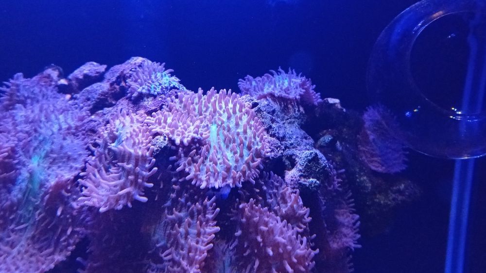 Koralowce sprzedam lub wymienię