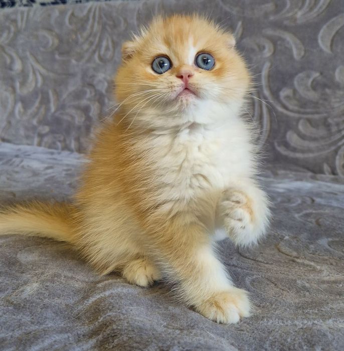 золота шиншила котики