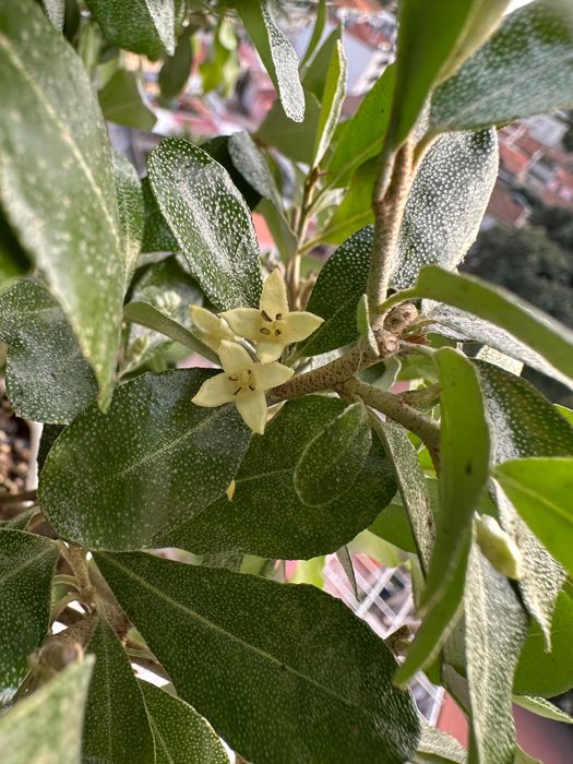 Bonsai Eleagnus Umbelatum. 24 anos. Originário do Japão