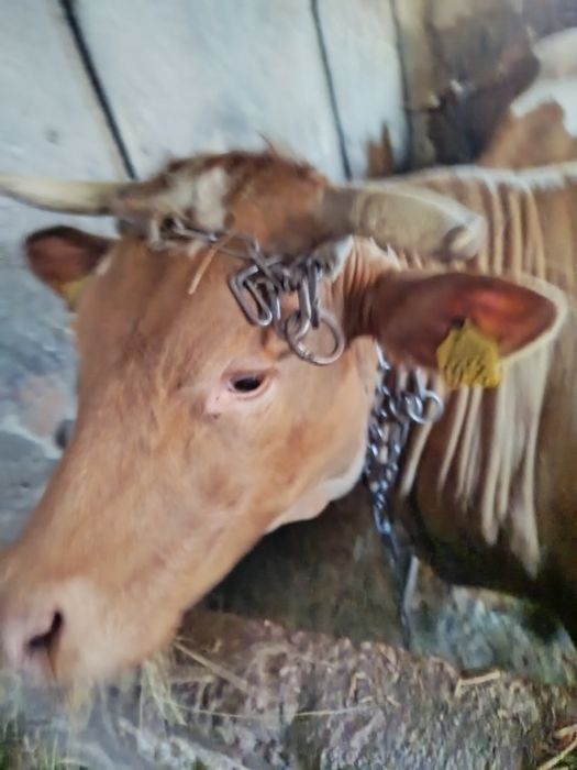 Krowa mleczna simental